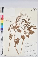 登錄號:S080568藏品圖，第1張