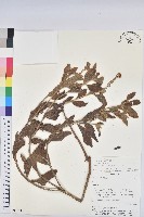 登錄號:S080571藏品圖，第1張