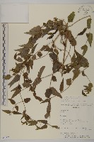 登錄號:S080573藏品圖，第1張