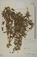 登錄號:S080577藏品圖，第1張