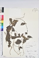 登錄號:S080589藏品圖，第1張