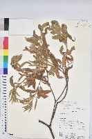 登錄號:S080592藏品圖，第1張