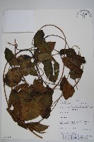 登錄號:S080594藏品圖，第1張