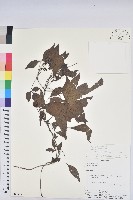 登錄號:S080595藏品圖，第1張