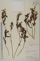 登錄號:S080597藏品圖，第1張