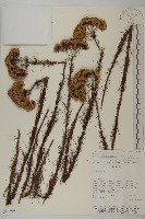 登錄號:S080599藏品圖，第1張