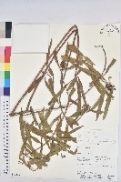 登錄號:S080600藏品圖，第1張