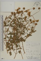 登錄號:S080604藏品圖，第1張