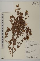 登錄號:S080606藏品圖，第1張