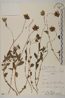 登錄號:S080608藏品圖，第1張