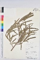 登錄號:S080611藏品圖，第1張