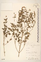 登錄號:S080614藏品圖，第1張