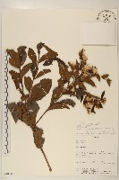 登錄號:S080616藏品圖，第1張