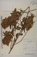 登錄號:S080622藏品圖，第1張