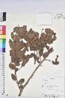 登錄號:S080634藏品圖，第1張