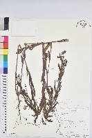 登錄號:S080635藏品圖，第1張