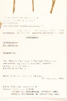 銀膠菊藏品圖，第2張