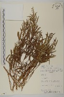 登錄號:S080639藏品圖，第1張