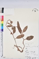 登錄號:S080648藏品圖，第1張