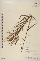 登錄號:S080653藏品圖，第1張