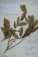 登錄號:S080655藏品圖，第1張