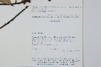 登錄號:S080655藏品圖，第2張