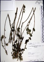 圓葉金午時花藏品圖，第1張