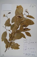 登錄號:S080658藏品圖，第1張