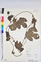 登錄號:S080672藏品圖，第1張