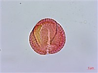 登錄號:S080679藏品圖，第1張