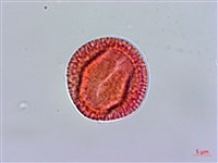 登錄號:S080679藏品圖，第2張