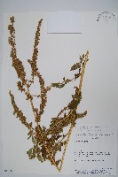 登錄號:S080682藏品圖，第1張