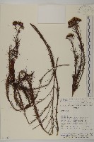 登錄號:S080683藏品圖，第1張