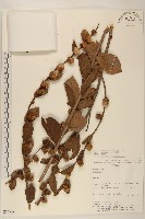 登錄號:S080685藏品圖，第1張