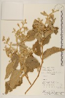 登錄號:S080687藏品圖，第1張