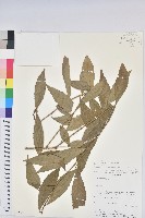 登錄號:S080697藏品圖，第1張