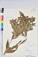 登錄號:S080700藏品圖，第1張