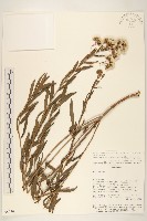 登錄號:S080703藏品圖，第1張