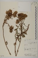 登錄號:S080706藏品圖，第1張