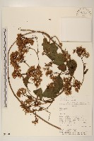 登錄號:S080707藏品圖，第1張