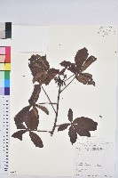 登錄號:S080714藏品圖，第1張