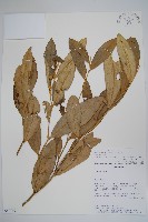 登錄號:S080719藏品圖，第1張