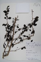 登錄號:S080722藏品圖，第1張