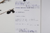 登錄號:S080722藏品圖，第2張