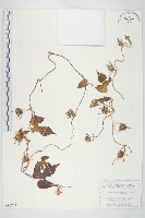 碗仔花藏品圖，第1張