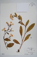 登錄號:S080724藏品圖，第1張