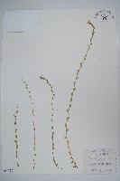 登錄號:S080725藏品圖，第1張