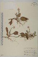 登錄號:S080740藏品圖，第1張