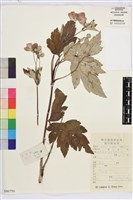 大火草藏品圖，第1張