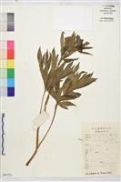 登錄號:S080751藏品圖，第1張